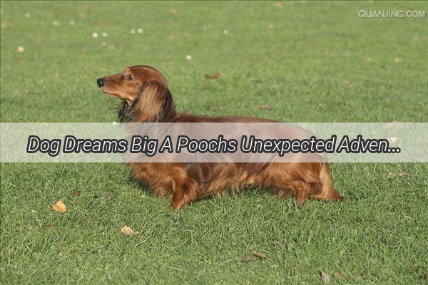 Dog Dreams Big A Poochs Unexpected Adventure on a Construction Crane